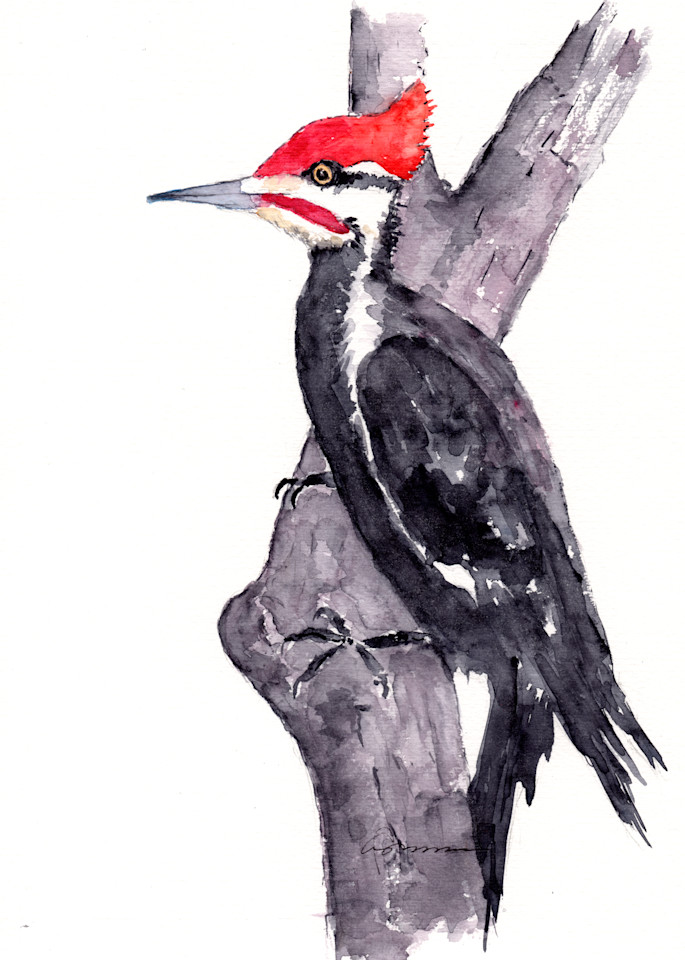 Pileated Woodpecker Watercolor