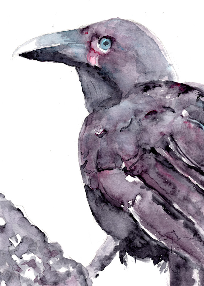 Alala Hawaiian Crow Watercolor Print | Claudia Hafner Watercolor
