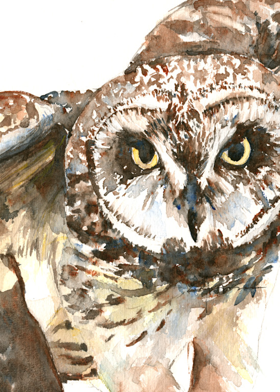 Pueo Hawaiian Owl Art | Claudia Hafner Watercolor