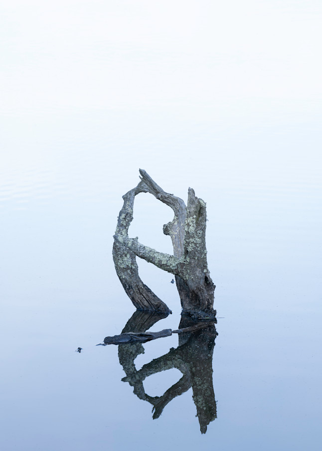 A Beautiful Stump In The Water Print