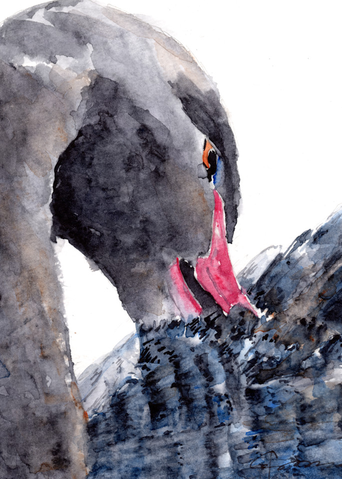 Black Swan 2 Watercolor Print | Claudia Hafner Watercolor
