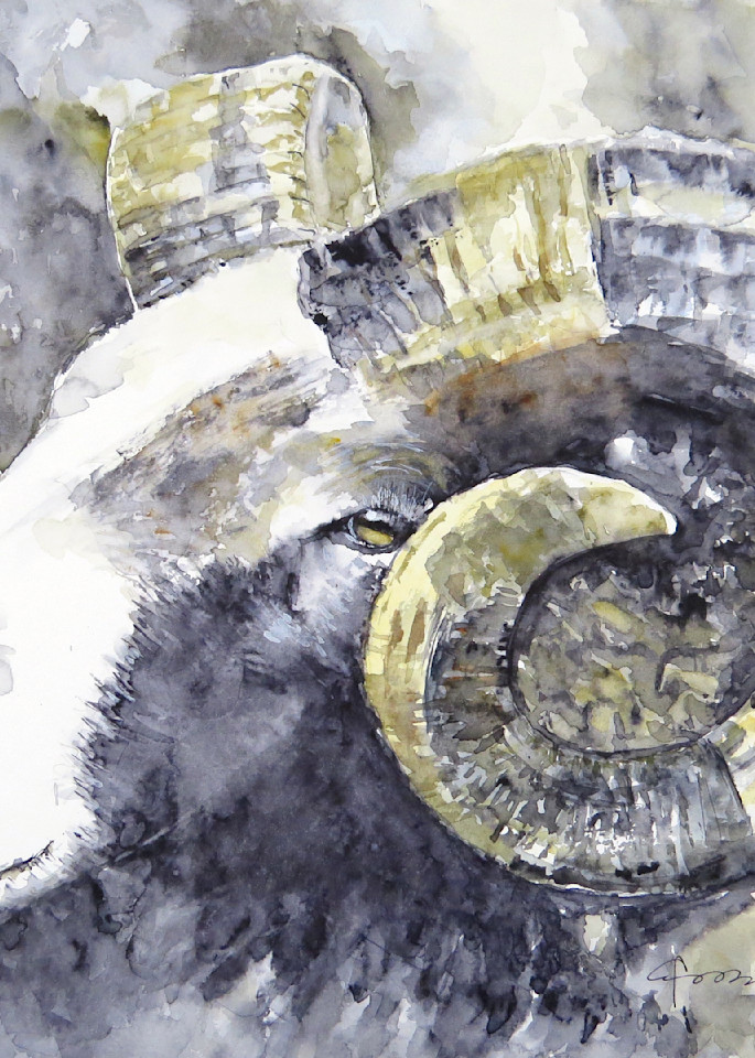 Long Horn Ram Sheep Watercolor Print | Claudia Hafner Watercolor
