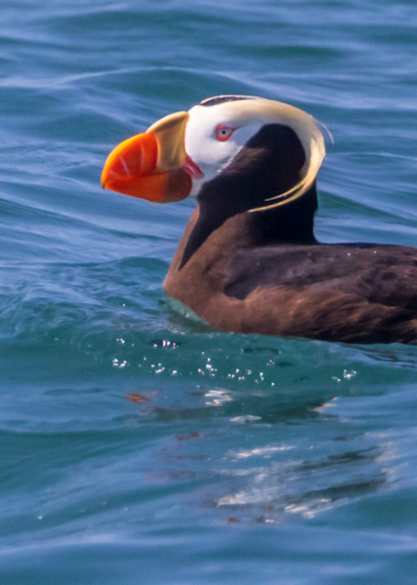 Tufted Puffin Photography Art | Thomas Yackley Fine Art Photography