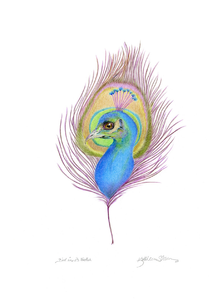 Peacock In Its Feather  Art | Kathleen Slaven Art