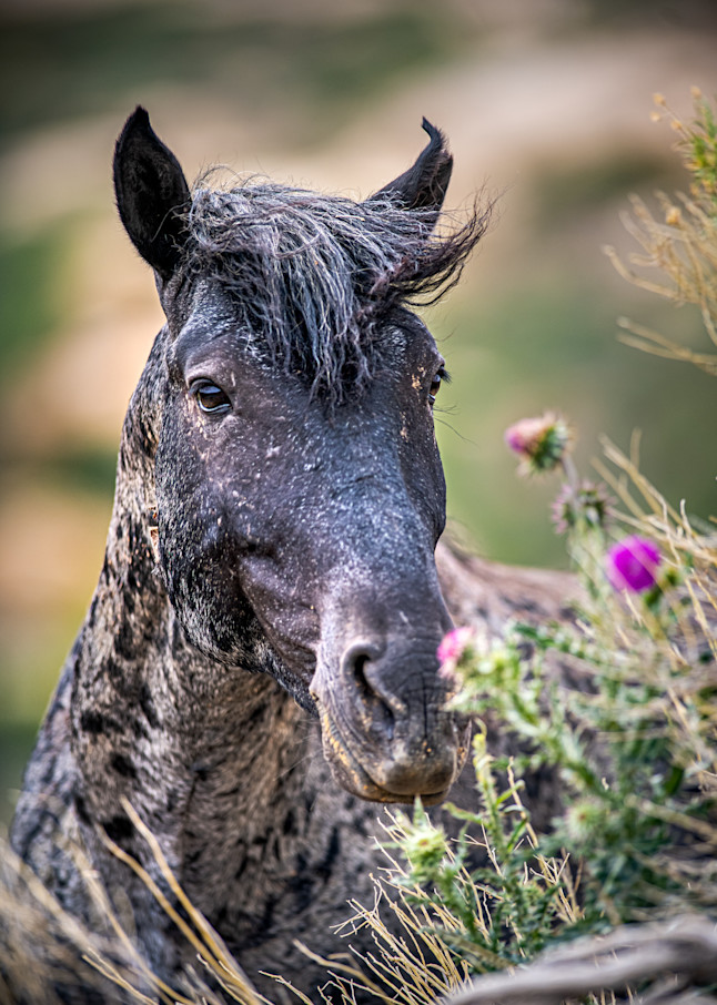 Mesa Horse Photography Art | Eric Reed Photography