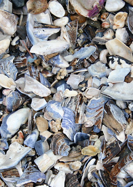 Sea Shells Art | Castle by Design