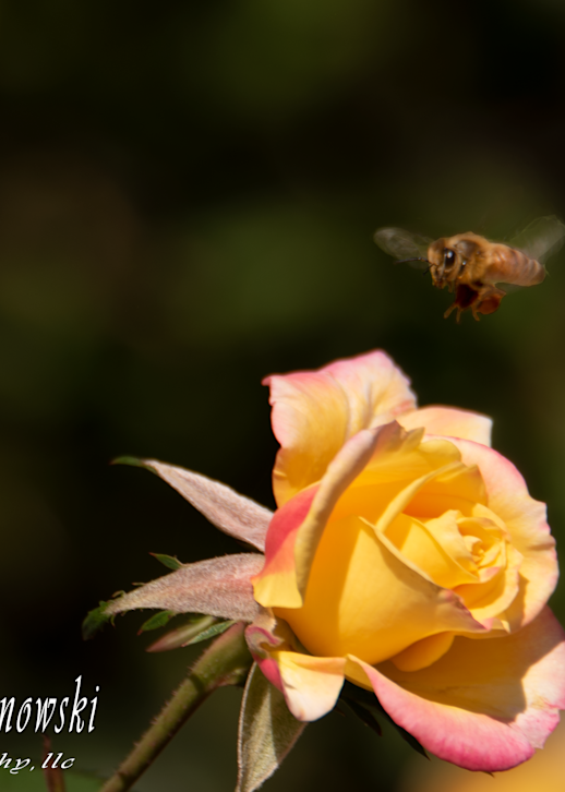Yellow Hybrid Rose Bee Photography Art | Joseph Zdanowski Photography