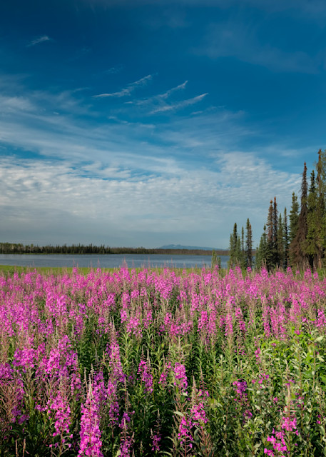 Fireweed along Parks Highway