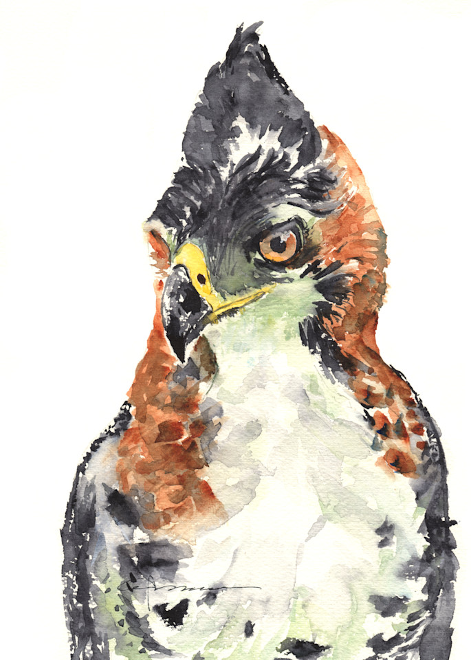 Ornate Hawk Eagle Art | Claudia Hafner Watercolor