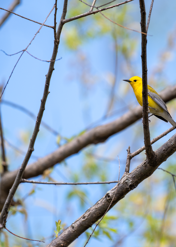 A Prothonotary Warbler Photography Art | Mike Bowen Photography