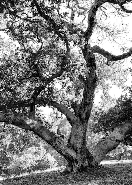 Grimes Point Oak photograph