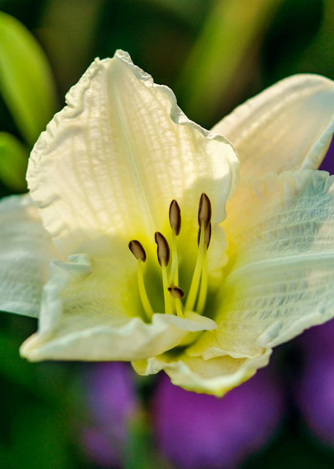Daylillies 2 Photography Art | Patricia Claire Photography