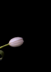 When Tulips Tango Photography Art | Patti Gary Photography