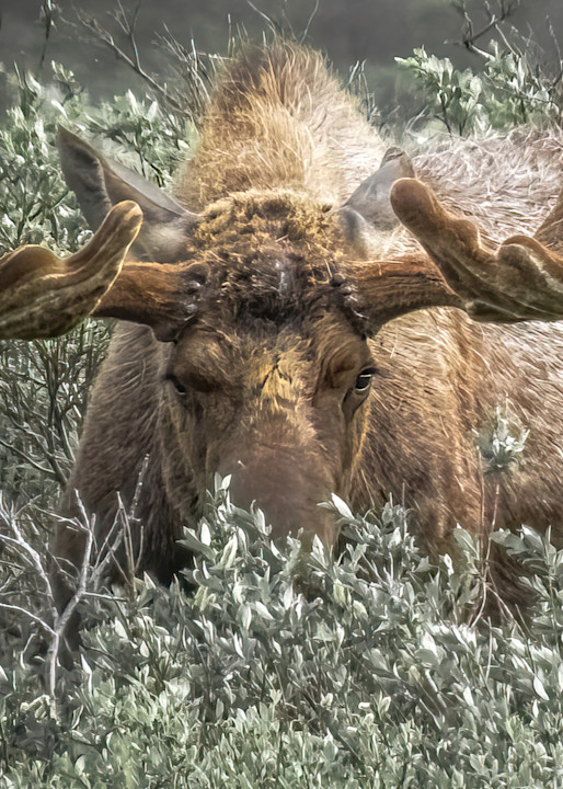 Shop Bull Moose Wildlife Prints from Denali National Park, Alaska. 