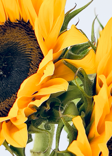 Brighten up your home with these cheery sunflower prints