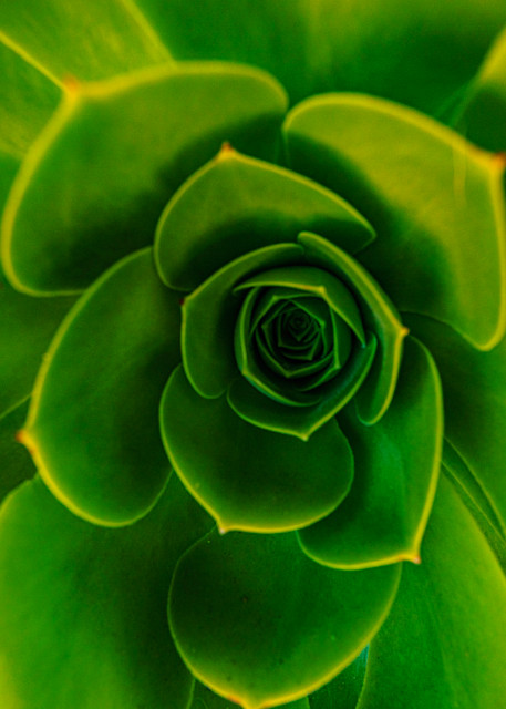 Green Succulent Plant in University Heights San Diego Fine Art Print