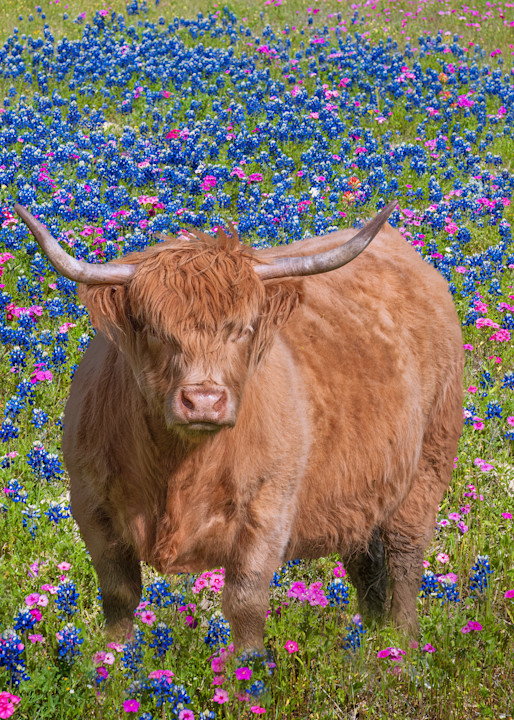 Highland Cow In Bluebonnets Photography Art | Monty Orr Photography