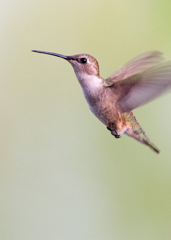 Allens Hummingbird Hovers Photography Art | Vandivier Fine Art