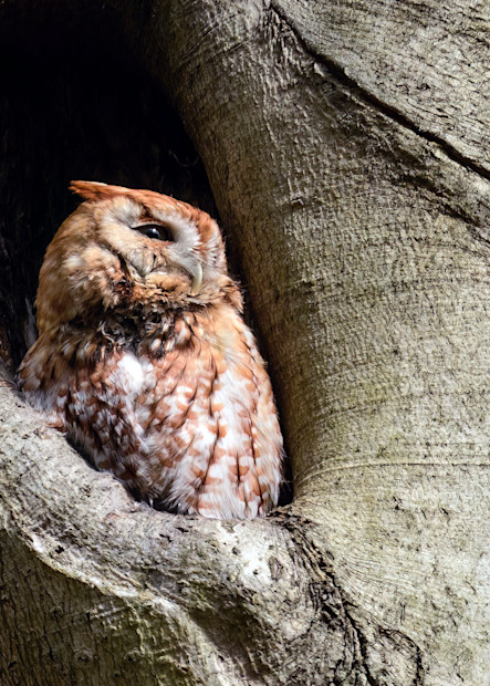 Screech Owl In Peaceful Perch