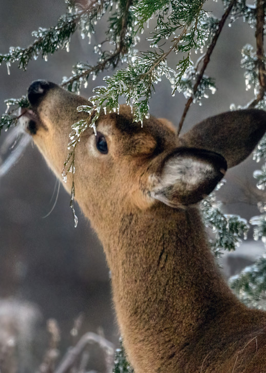 White Tailed Doe   Nibbling Icy Conifer Photography Art | D. Noel Imagery
