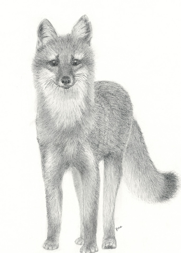 Gray Fox  Photography Art | Nature's Art Productions 
