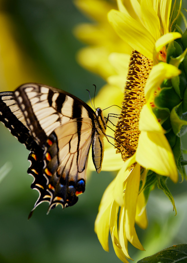 John E. Kelly Fine Art Photography – Butterfly Sunflower - Land and Sky