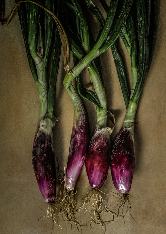 Victorian Vegetables: Deep Purple Onion Photography Art | The Elliott Homestead, Inc.