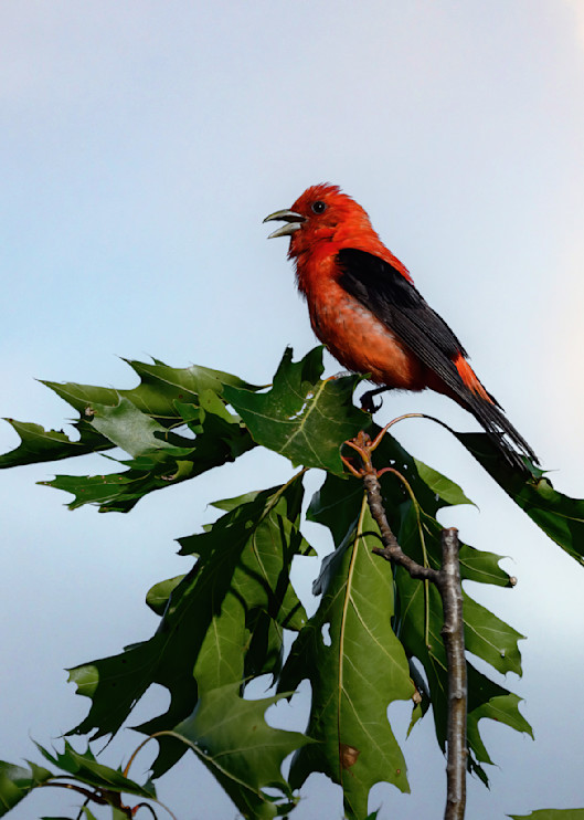 Scarlet Tanager   Flame In The Sky Photography Art | D. Noel Imagery