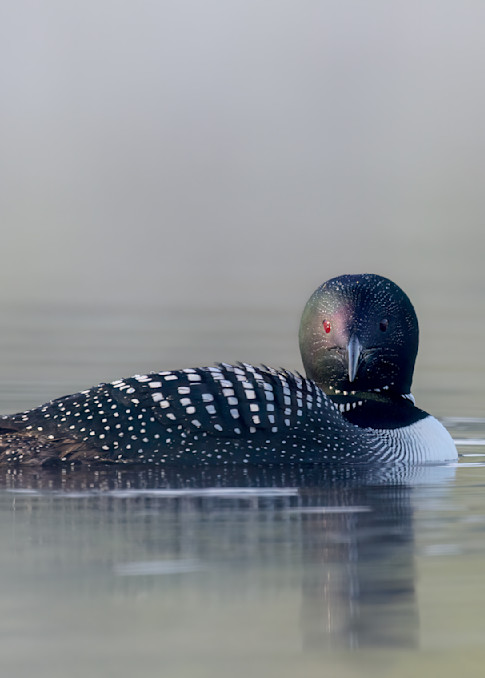 Common Loon in Morning Fog