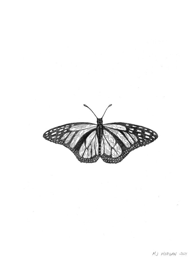 Butterfly Art | Morgan Trading Company