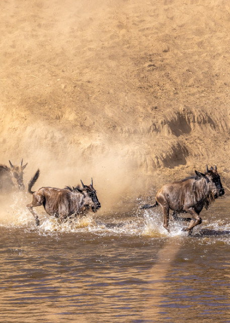Great Migration, Wildebeests And Zebras Photography Art | waynesimpson