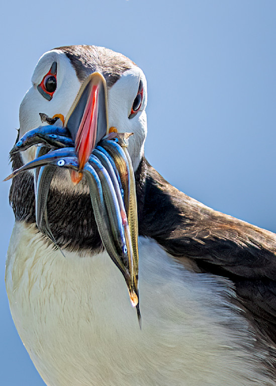 Atlantic Puffin with Sand Eels #3 | Birds Collection | CBParkerPhoto Art