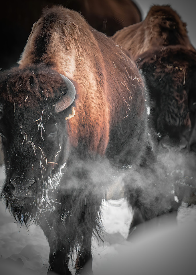Shop Bison Nature Art Photography from Heeney, Colorado. 