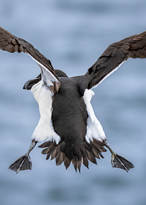 Razorbill Landing Technique | Birds Collection | CBParkerPhoto Art