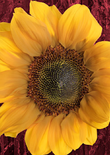 Sunflower Triad Photography Art | RobertRedstone