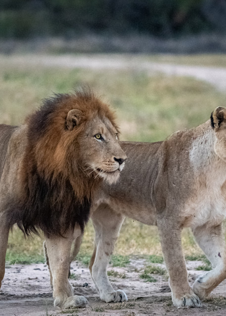 Lion and lioness, Africa, Londolozi, South Africa