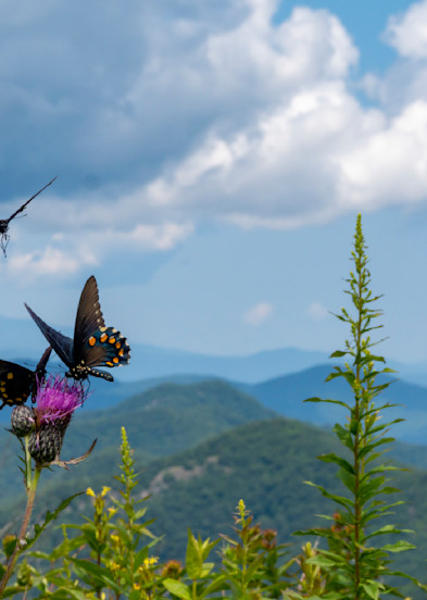 Pipevine Swallowtails on Thistle