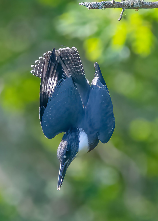 Belted Kingfisher Diving Art | Sarah E. Devlin Photography