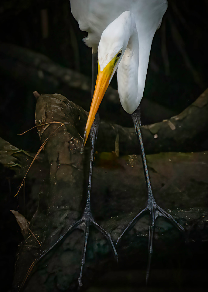 Great Egret, Feet Art | Sarah E. Devlin Photography