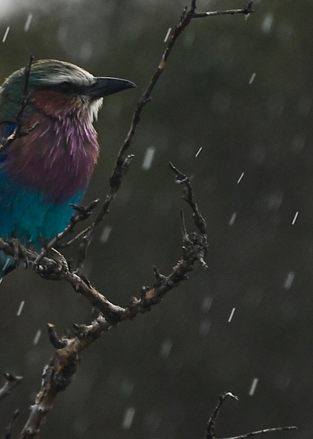 Bird Singing In The Rain Maasai Mara Kenya Photography Art | Michael J. Reinhart Photography