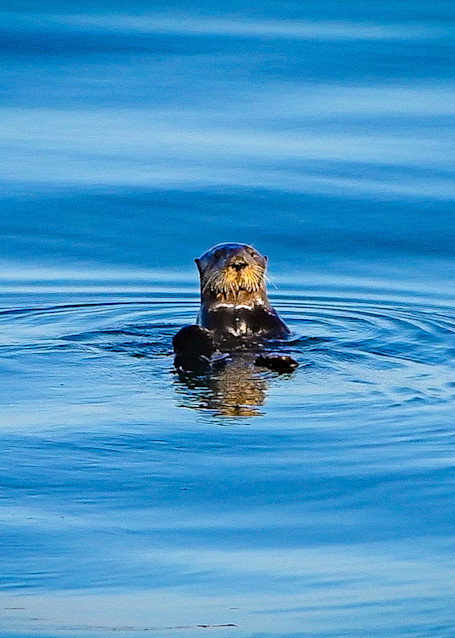 Sea Otter Santa Cruz Photography Art | Michael J. Reinhart Photography