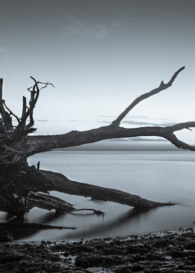 Tree Boneyard Beach Jacksonville Fl Photography Art | RPG Photography