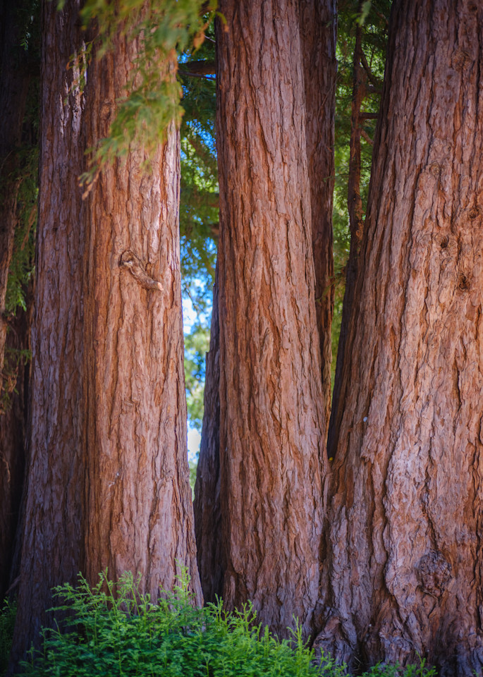 Portola Valley Redwoods #1 Photography Art | John Todd Photographs
