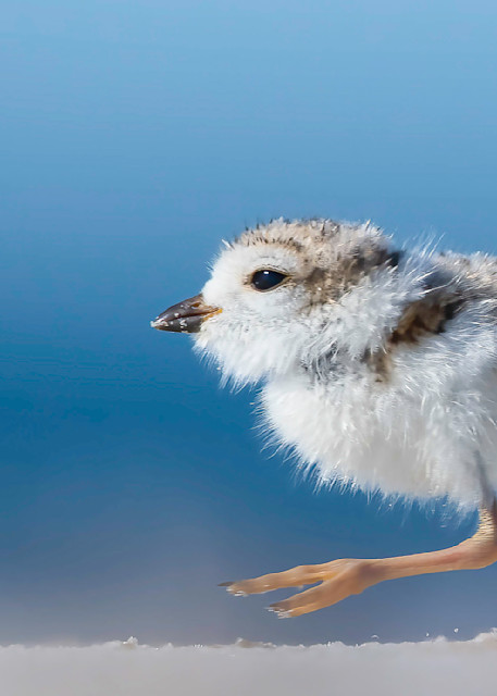 Piping Plover Chick Running Art | Sarah E. Devlin Photography
