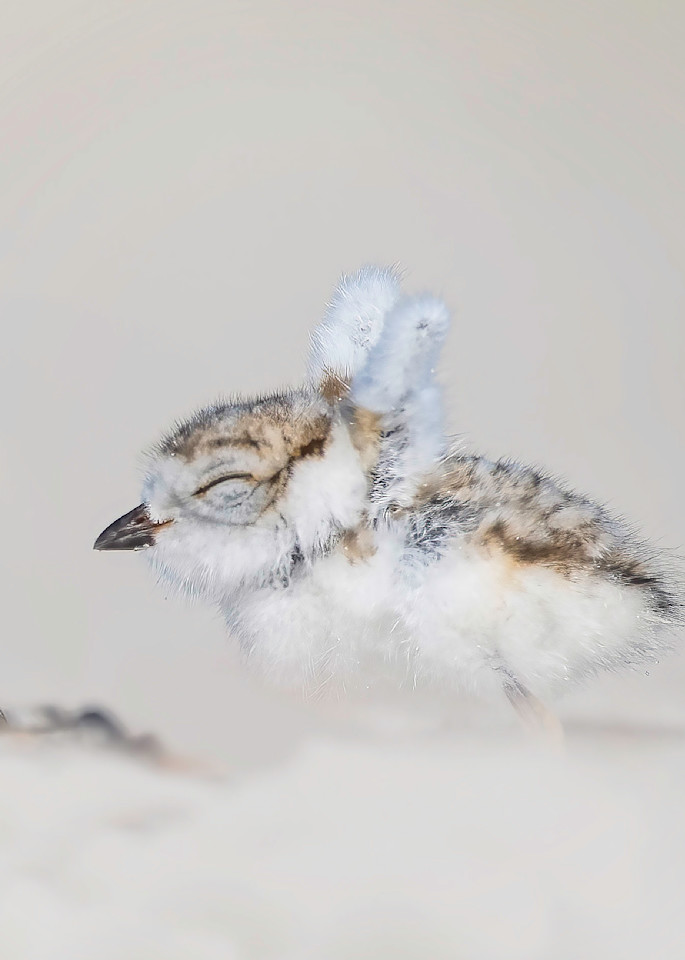Piping Plover Chick   I Think I Can, I Think I Can Art | Sarah E. Devlin Photography