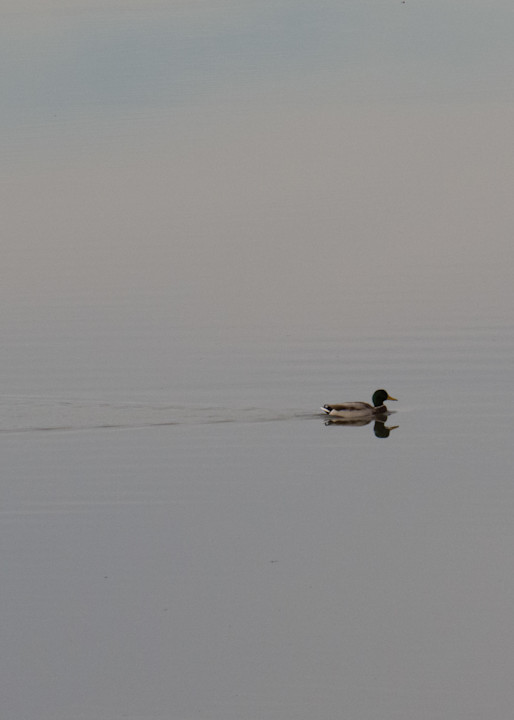 Lonely Duck 2 Photography Art | Nature is Fine Art