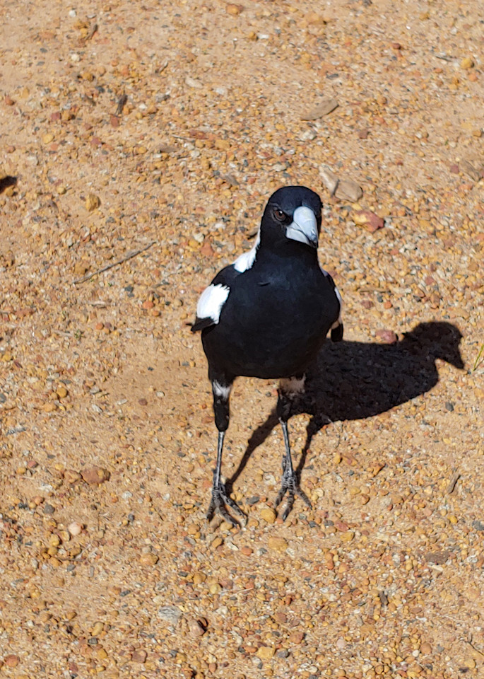 Magpie Photography Art | Nature is Fine Art
