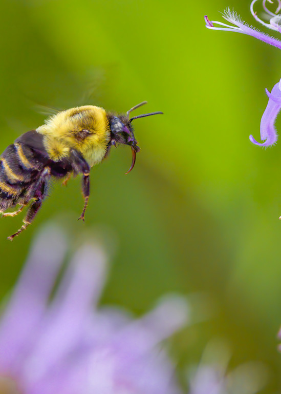 Bumblebee in the Bee Balm