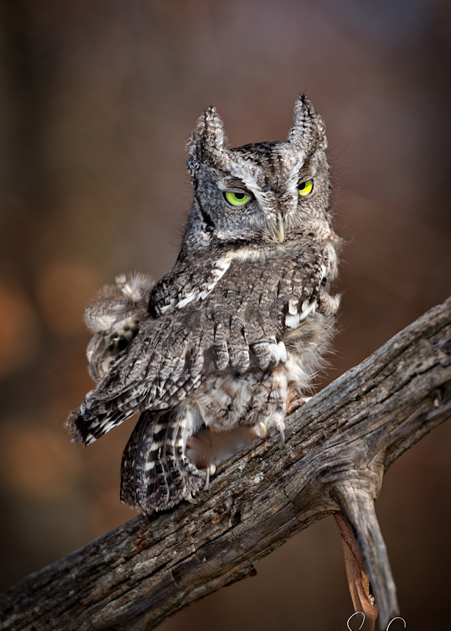 Owles  Art | Gaymon Studios