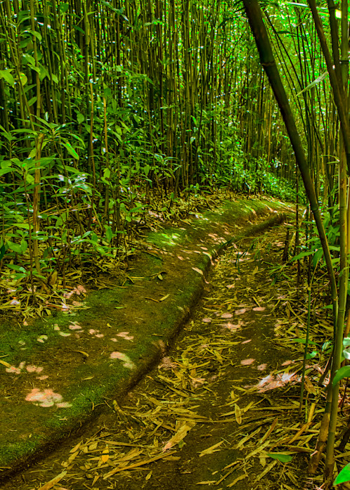 Bamboo Pathway